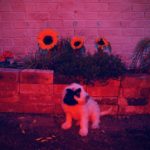 callum-pitt-ghost